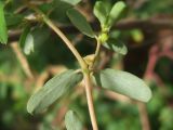 Euphorbia glyptosperma