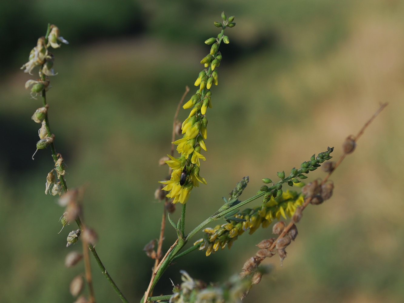 Изображение особи Melilotus officinalis.