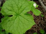 Diphylleia grayi