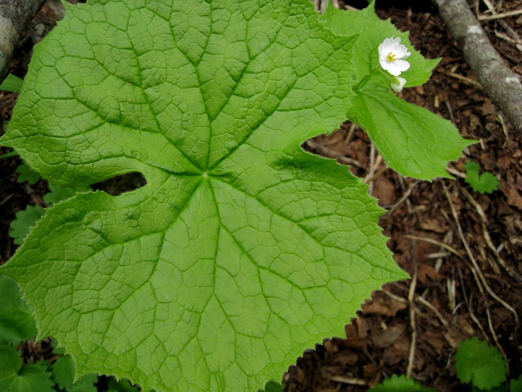 Image of Diphylleia grayi specimen.