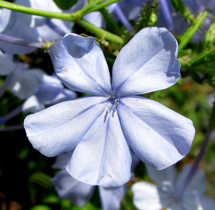 Изображение особи Plumbago auriculata.