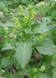 Mercurialis annua. Верхушка мужского растения с бутонами. Израиль, Северный Негев, лес Лаав, 23.01.2013.