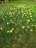 Narcissus pseudonarcissus