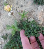 Oxalis pes-caprae f. pleniflora