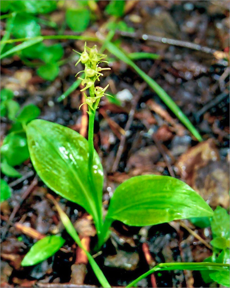 Изображение особи Liparis kumokiri ssp. sajanensis.