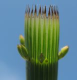 Equisetum fluviatile. Трубчатое влагалище с зубцами по верхнему краю. Псковская обл., Себежский р-н, берег реки Нища, в воде. 14.05.2012.