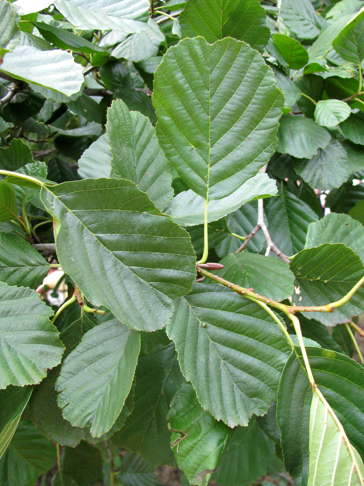 Image of Alnus glutinosa specimen.