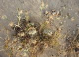 Centaurea eriophora. Отцветающее растение. Израиль, г. Беэр-Шева, рудеральное местообитание. 10.05.2013.