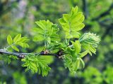 Caragana arborescens