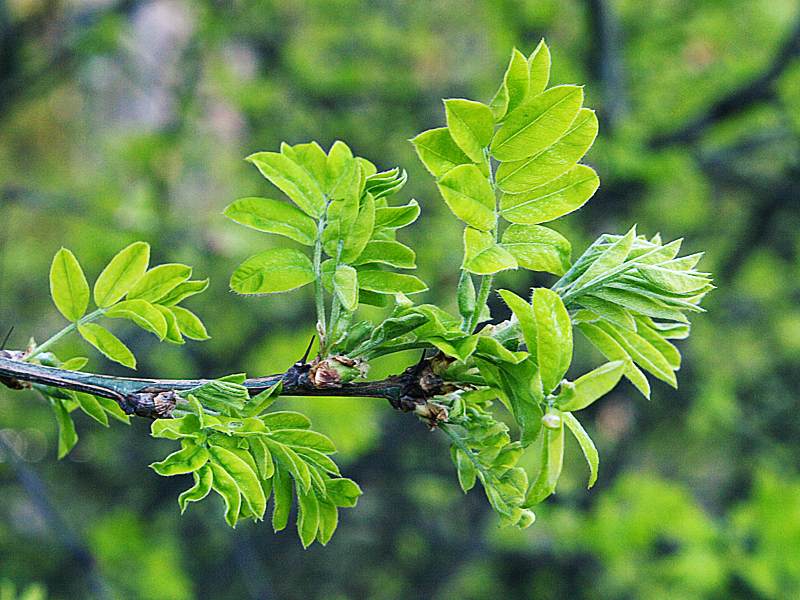 Изображение особи Caragana arborescens.