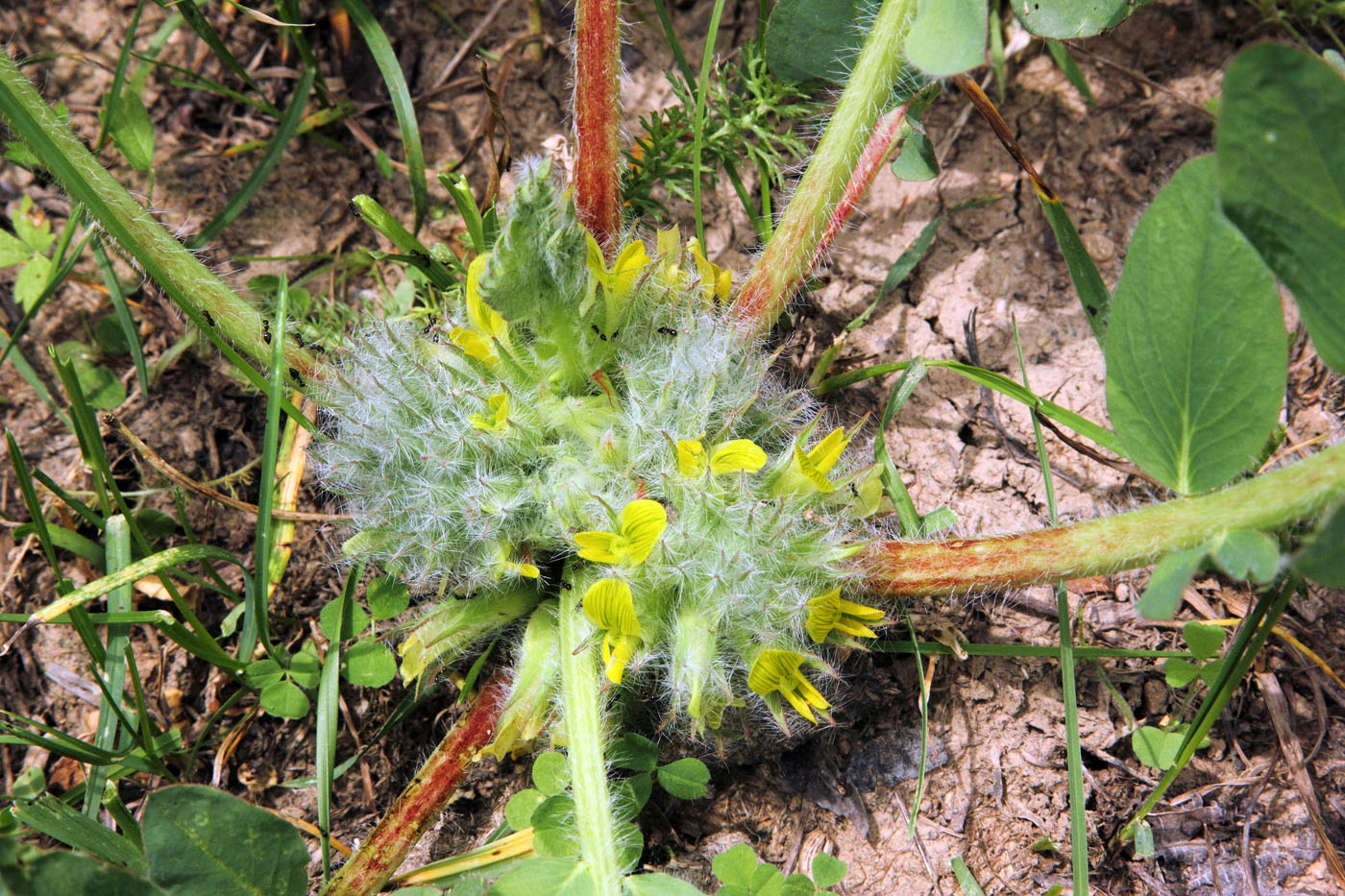 Image of Astragalus lentilobus specimen.