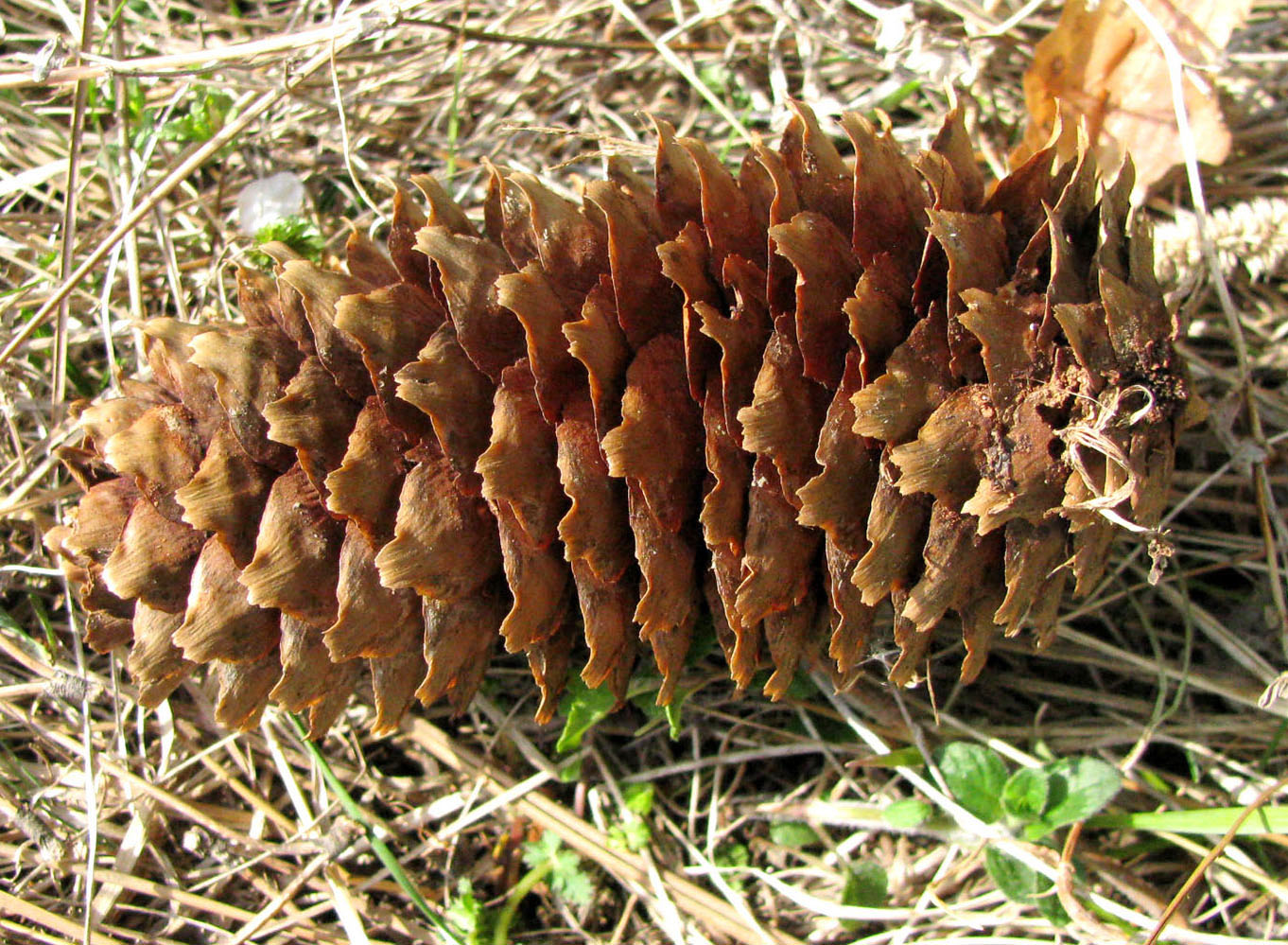 Image of Picea abies specimen.