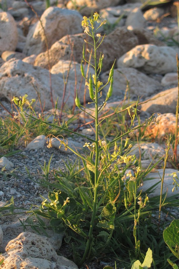 Image of Raphanus maritimus specimen.