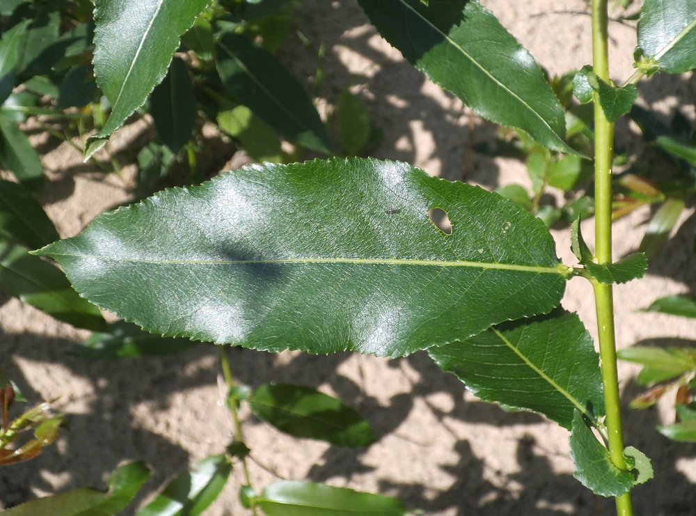 Image of Salix &times; schumanniana specimen.