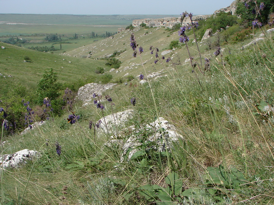 Изображение особи Salvia nutans.