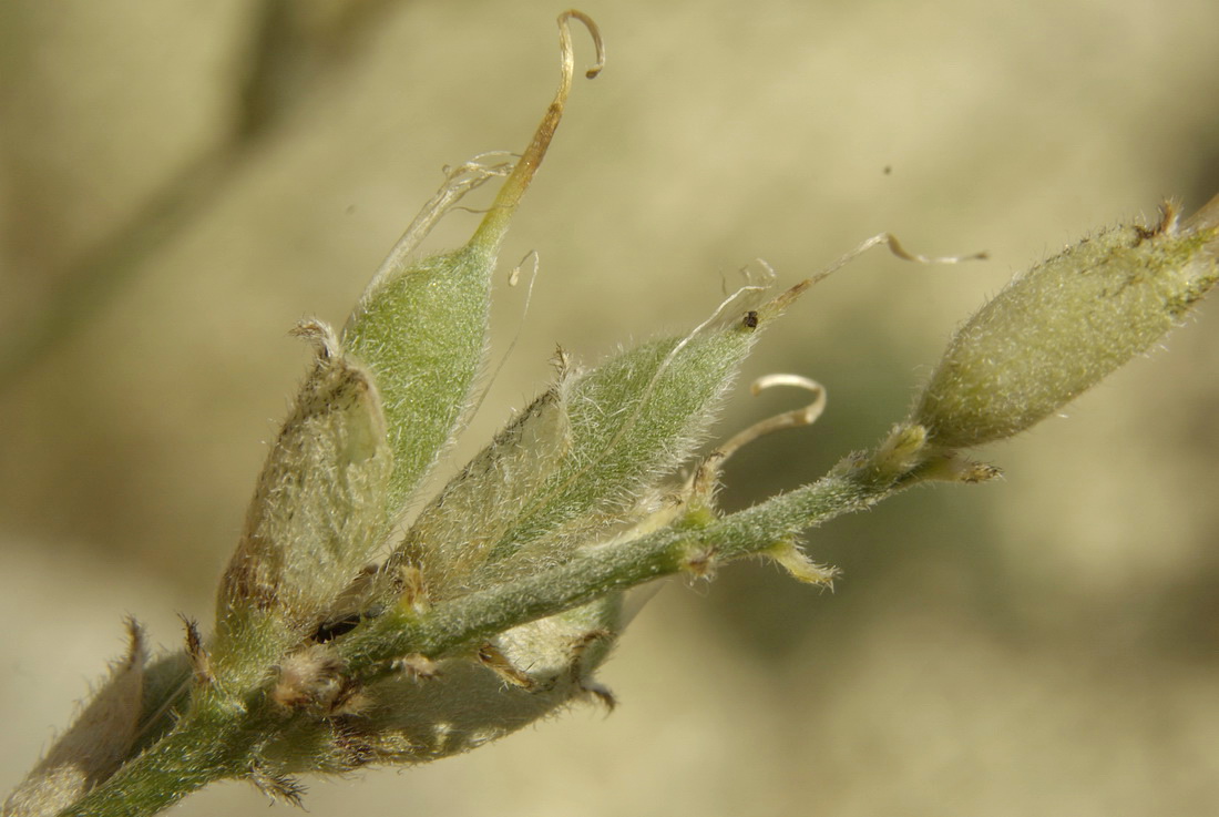 Изображение особи Astragalus glaucus.