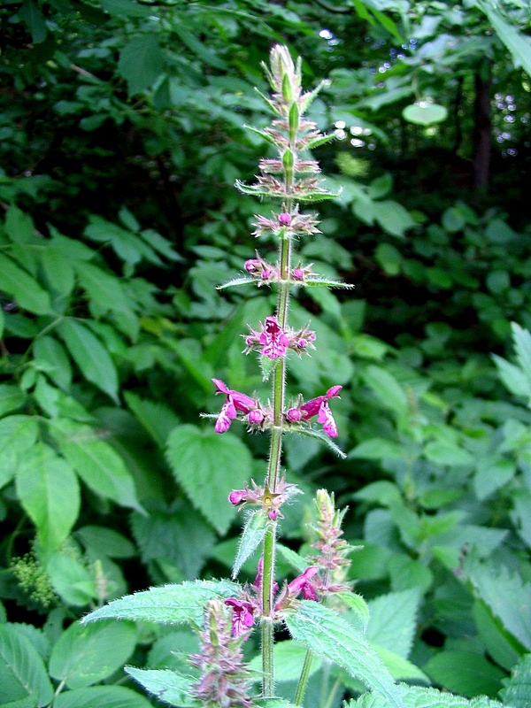 Image of Stachys sylvatica specimen.