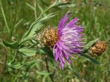 Centaurea jacea
