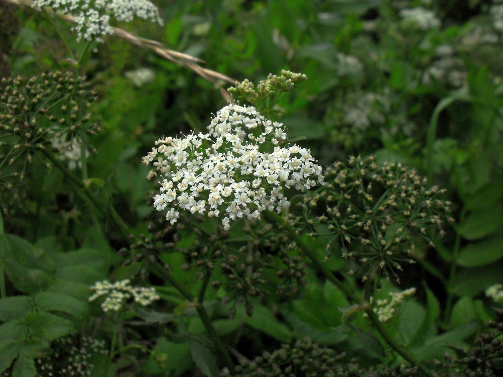 Изображение особи Berula erecta.