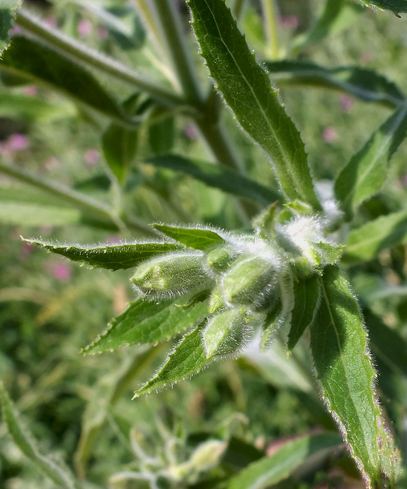 Image of Epilobium villosum specimen.