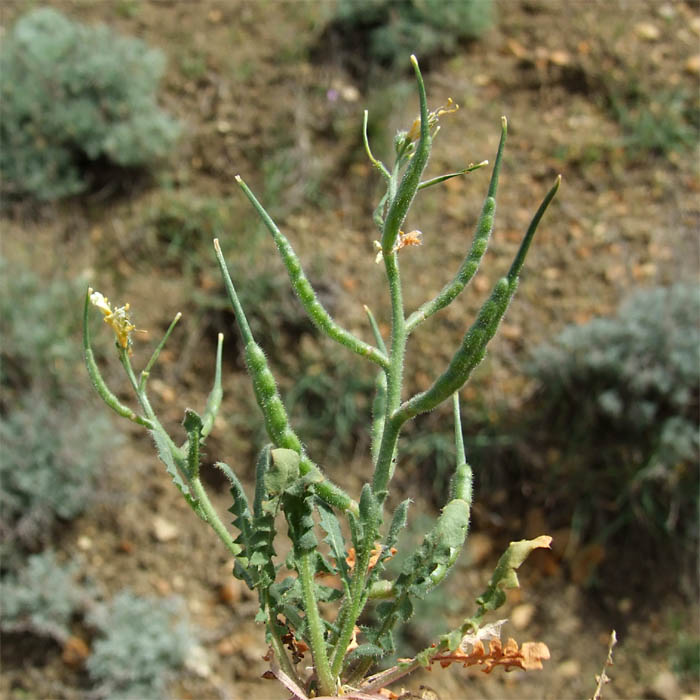 Image of Chorispora iberica specimen.