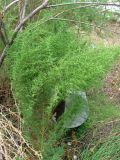 Artemisia scoparia. Зацветающее растение. Крым, Карадагский заповедник, биостанция, на клумбе. 6 сентября 2013 г.