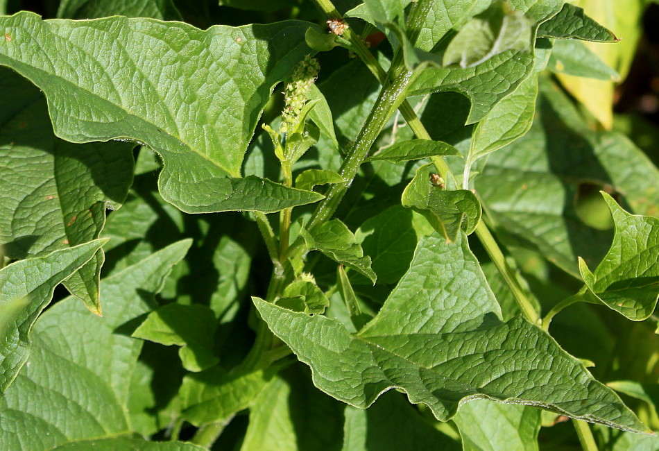 Image of Blitum bonus-henricus specimen.