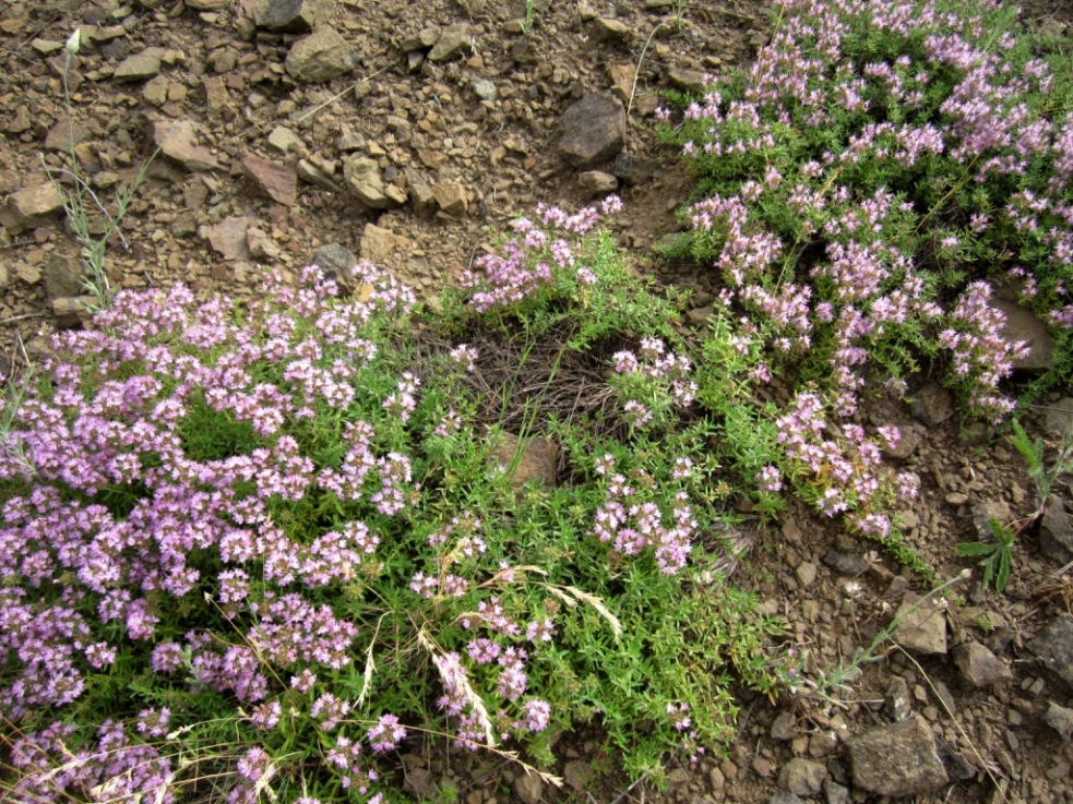 Image of Thymus calcareus specimen.