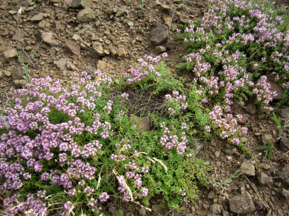 Изображение особи Thymus calcareus.