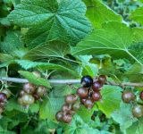 Ribes nigrum