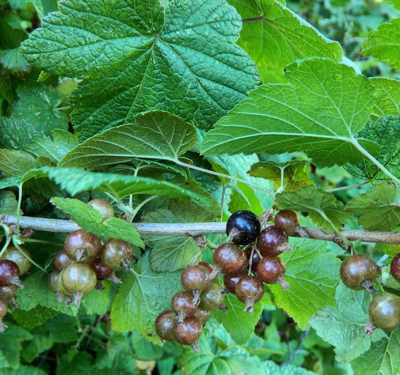 Image of Ribes nigrum specimen.