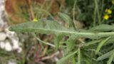 Diplotaxis tenuifolia