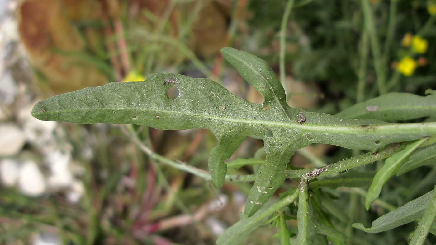 Image of Diplotaxis tenuifolia specimen.