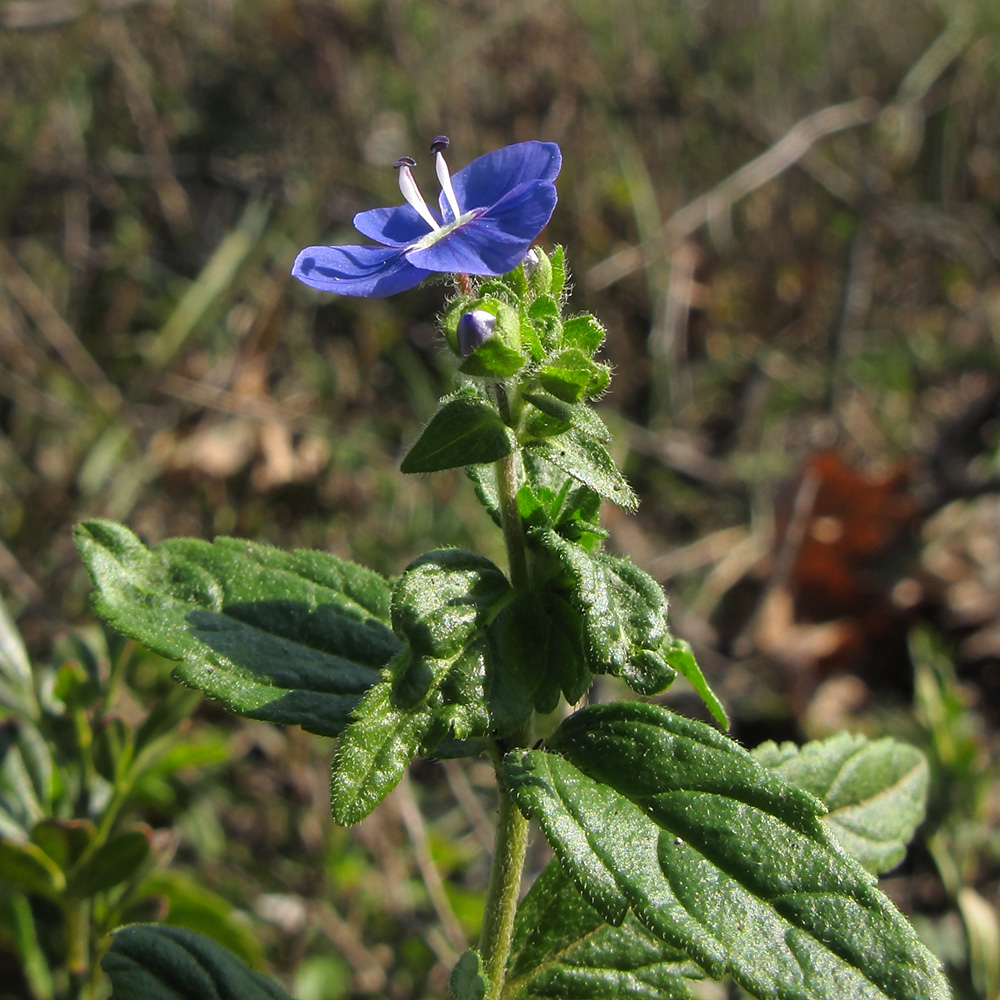 Image of Veronica umbrosa specimen.