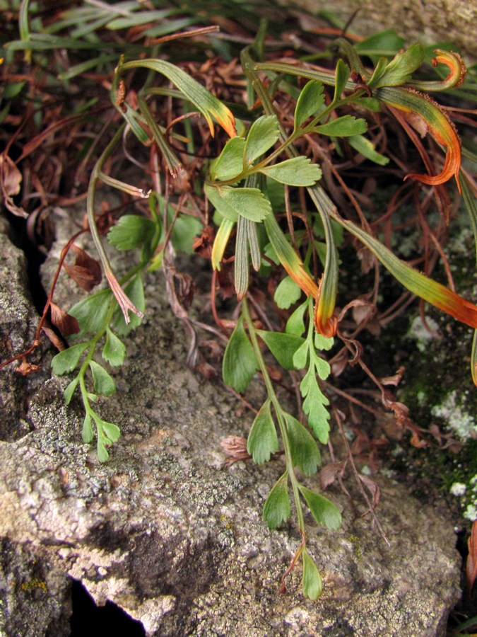 Image of Asplenium &times; heufleri specimen.