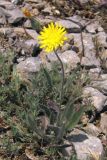 Pilosella &times; bifurca