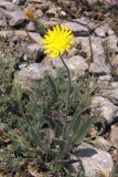 Pilosella × bifurca. Цветущее растение. Крым, Ай-Петринская яйла. 28 июня 2009 г.