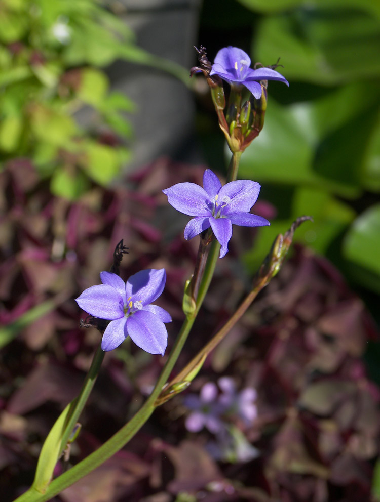 Image of Aristea ecklonii specimen.