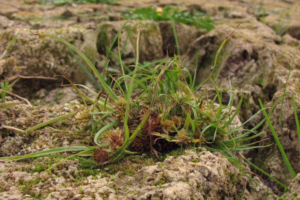 Image of Cyperus michelianus specimen.
