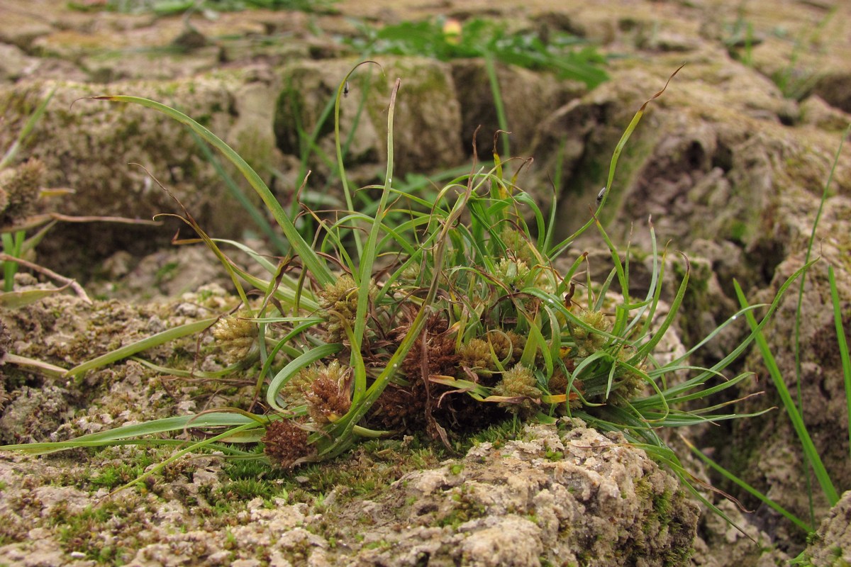 Изображение особи Cyperus michelianus.