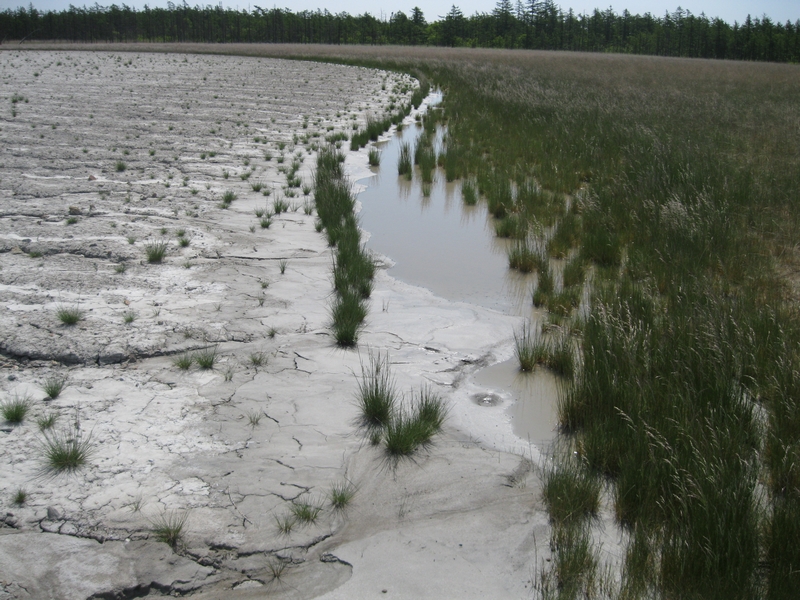 Image of Deschampsia tzvelevii specimen.