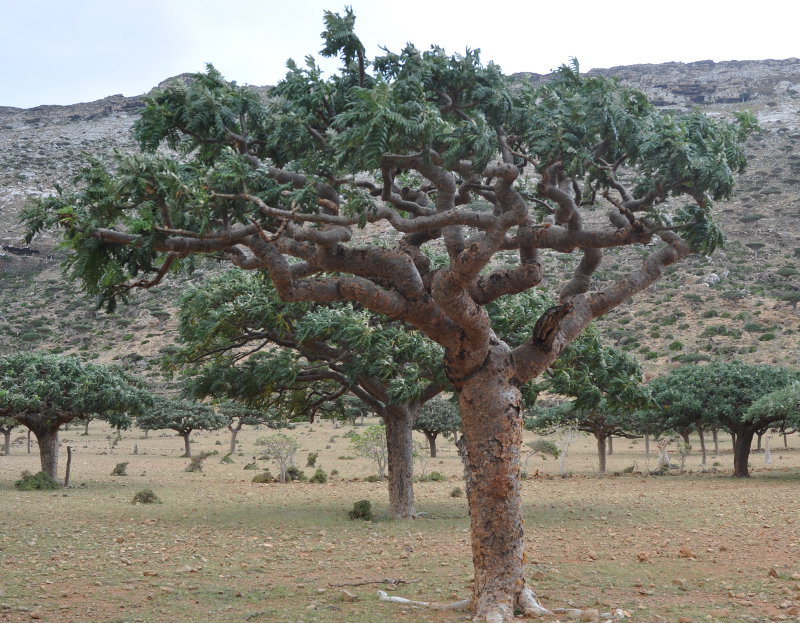 Изображение особи Boswellia elongata.