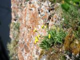 Scorzonera glabra. Цветущее растение на кромке отвесной известняковой скалы. Пермский край, окр. г. Красновишерск, левый берег р. Вишера, Камень Ветлан. 11.06.2013.