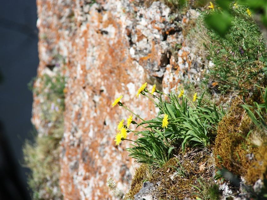 Image of Scorzonera glabra specimen.