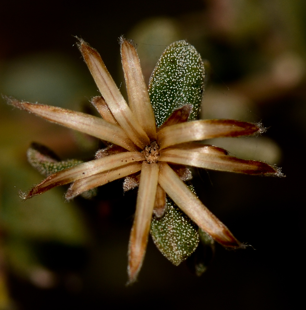 Изображение особи Chiliadenus iphionoides.