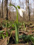 Galanthus alpinus