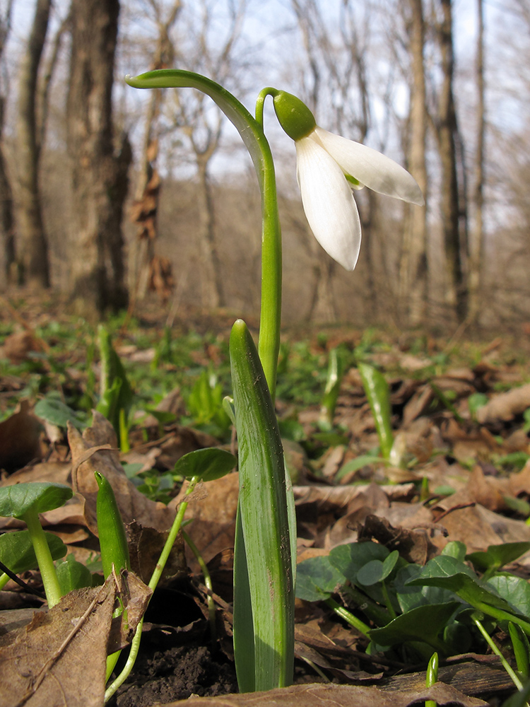 Image of Galanthus alpinus specimen.