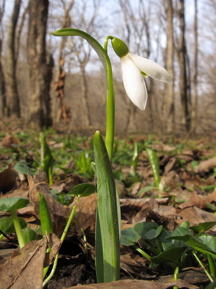 Изображение особи Galanthus alpinus.