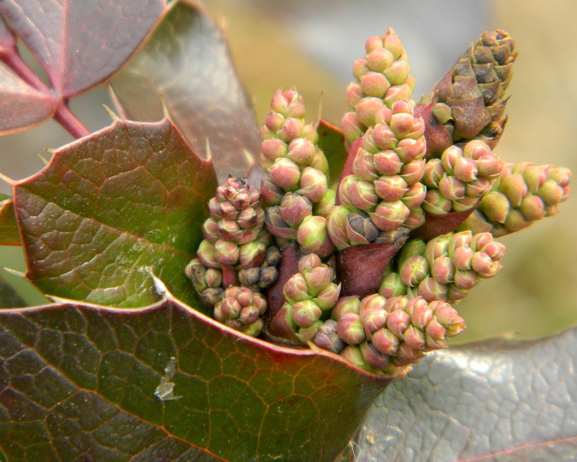 Изображение особи Mahonia aquifolium.