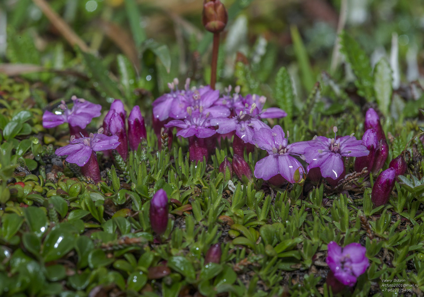 Image of Silene acaulis specimen.